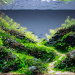 Green Valley - Green Valley (AGA 2023 #490) - Aqua Plants Hub