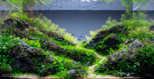 Green Valley - Green Valley (AGA 2023 #490) - Aqua Plants Hub