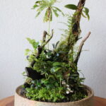 Dropper - Aqua Plants Hub