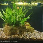 Fern Island Zen - Aqua Plants Hub