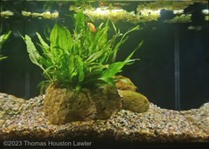 Fern Island Zen - Aqua Plants Hub