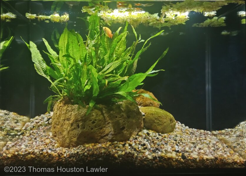 Fern Island Zen - Aqua Plants Hub