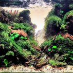 AOKIGAHARA - Aqua Plants Hub