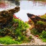 João e Maria - Aqua Plants Hub
