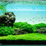 Montane Grassland - Aqua Plants Hub