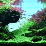 AGA 2023 Layout 498 - Aqua Plants Hub