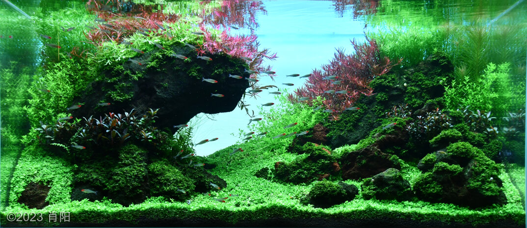 AGA 2023 Layout 498 - Aqua Plants Hub