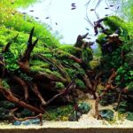 After rain - Aqua Plants Hub