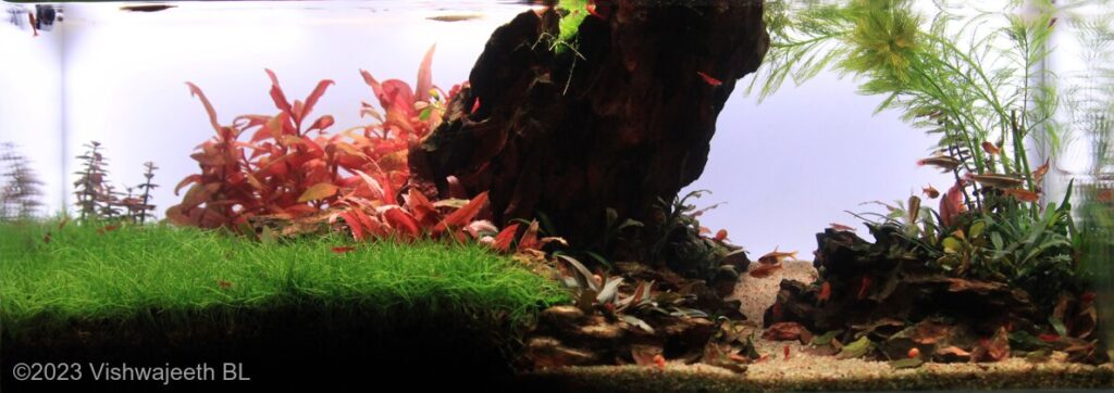 Valley - Aqua Plants Hub