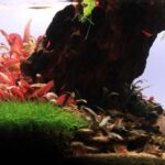 Valley - Aqua Plants Hub