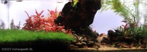 Valley - Aqua Plants Hub