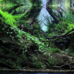 SWAMP - Aqua Plants Hub