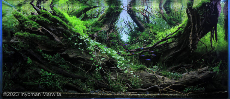 SWAMP