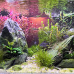 Beautiful Day - Aqua Plants Hub