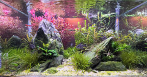 Beautiful Day - Aqua Plants Hub