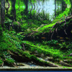 KAYU PRAMANA - Aqua Plants Hub