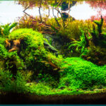 Ilhong Jeong - Aqua Plants Hub