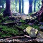 Bonpolo Forest - Aqua Plants Hub