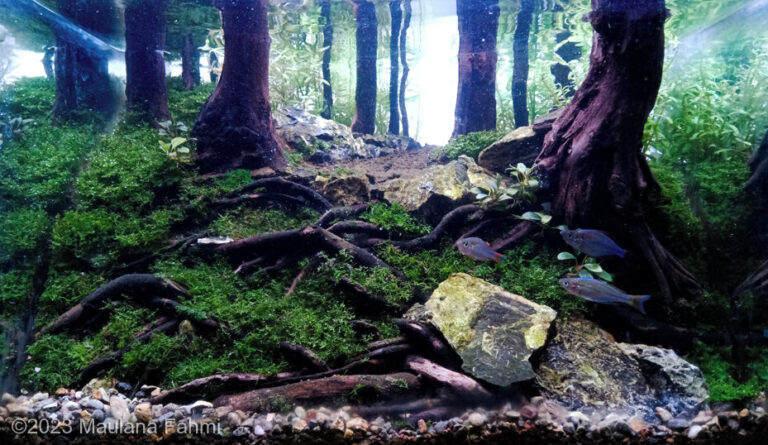 Bonpolo Forest