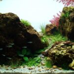 First Garden - Aqua Plants Hub