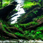 Oztotl - Aqua Plants Hub