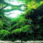 Lush Haven - Lush Haven (AGA 2023 #509) - Aqua Plants Hub