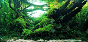 Lush Haven - Lush Haven (AGA 2023 #509) - Aqua Plants Hub