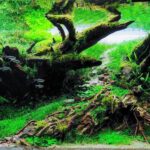 Overcomes - Aqua Plants Hub
