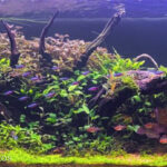 Paceful Garden - Aqua Plants Hub