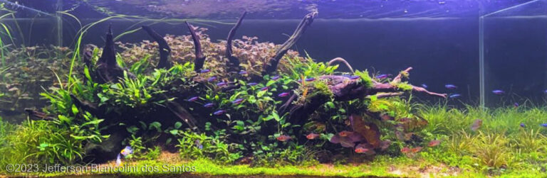 Paceful Garden