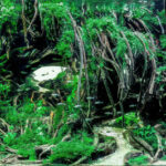 Jumanji - Aqua Plants Hub