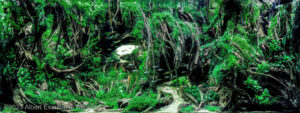 Jumanji - Aqua Plants Hub