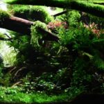 Neverland - Aqua Plants Hub