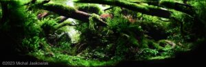Neverland - Aqua Plants Hub