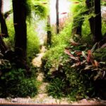 A little forest - Aqua Plants Hub