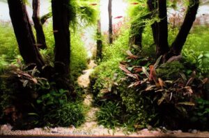 A little forest - Aqua Plants Hub