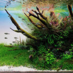 Nature's Eminence - Nature’s Eminence - Aqua Plants Hub