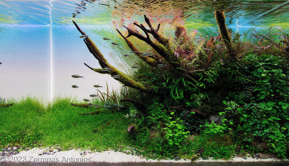 Nature's Eminence - Nature’s Eminence - Aqua Plants Hub