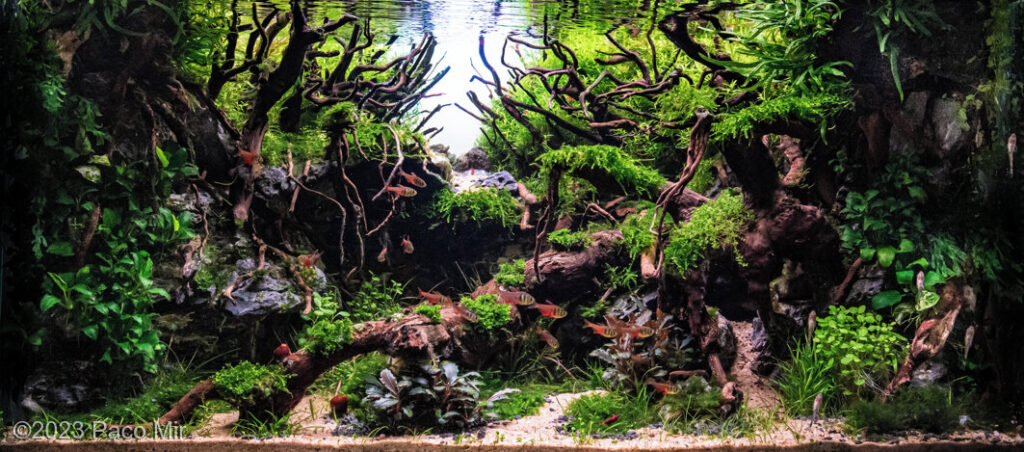 Serenity - Serenity (AGA 2023 #523) - Aqua Plants Hub