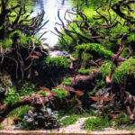 Serenity - Serenity (AGA 2023 #523) - Aqua Plants Hub