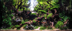 Serenity - Serenity (AGA 2023 #523) - Aqua Plants Hub