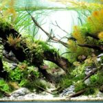 Sunshine on Candy Creek - Aqua Plants Hub