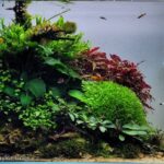 Below the Mountain - Aqua Plants Hub