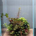 Vibrant Sphere - Aqua Plants Hub