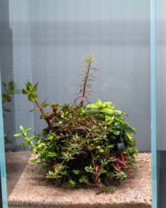 Vibrant Sphere - Aqua Plants Hub