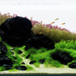 Conchoidal Uprising - Aqua Plants Hub
