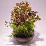 SEBAKUSA - Aqua Plants Hub