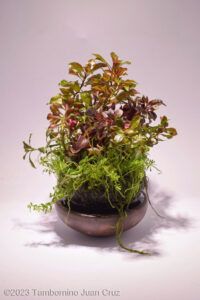 SEBAKUSA - Aqua Plants Hub