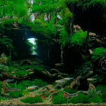 Lembah Angker - Aqua Plants Hub