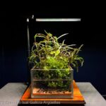Natural - Aqua Plants Hub